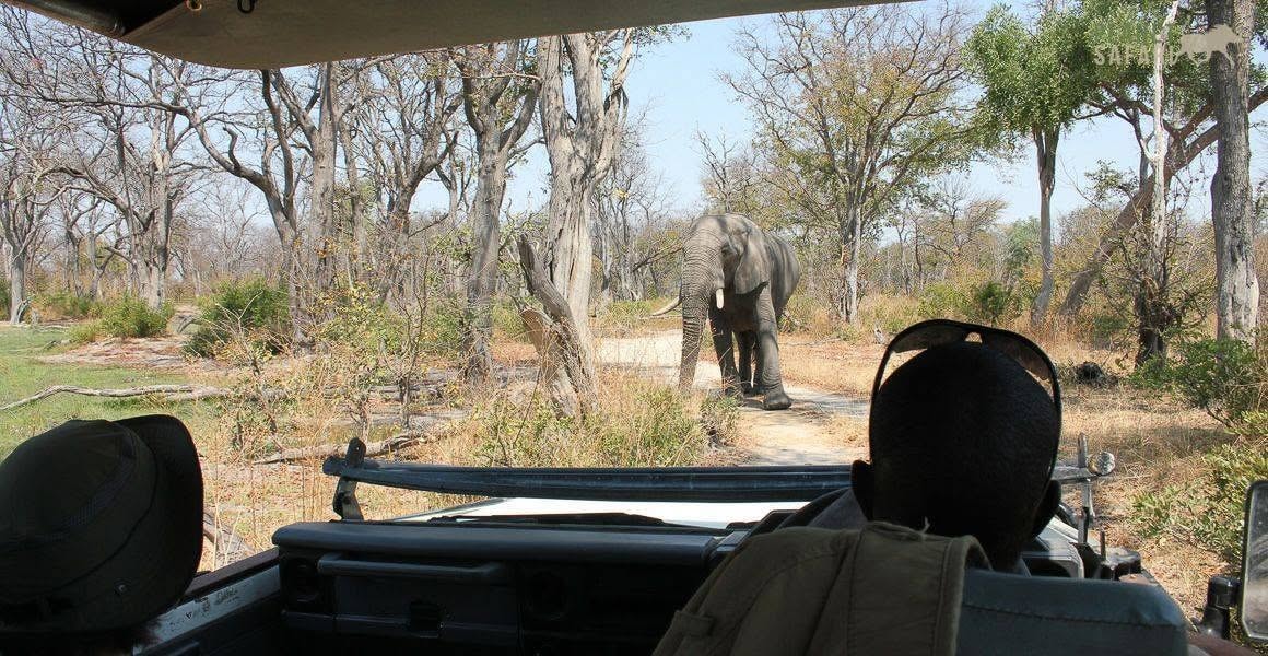 Elephant approaching an open safari vehicle in Botswana