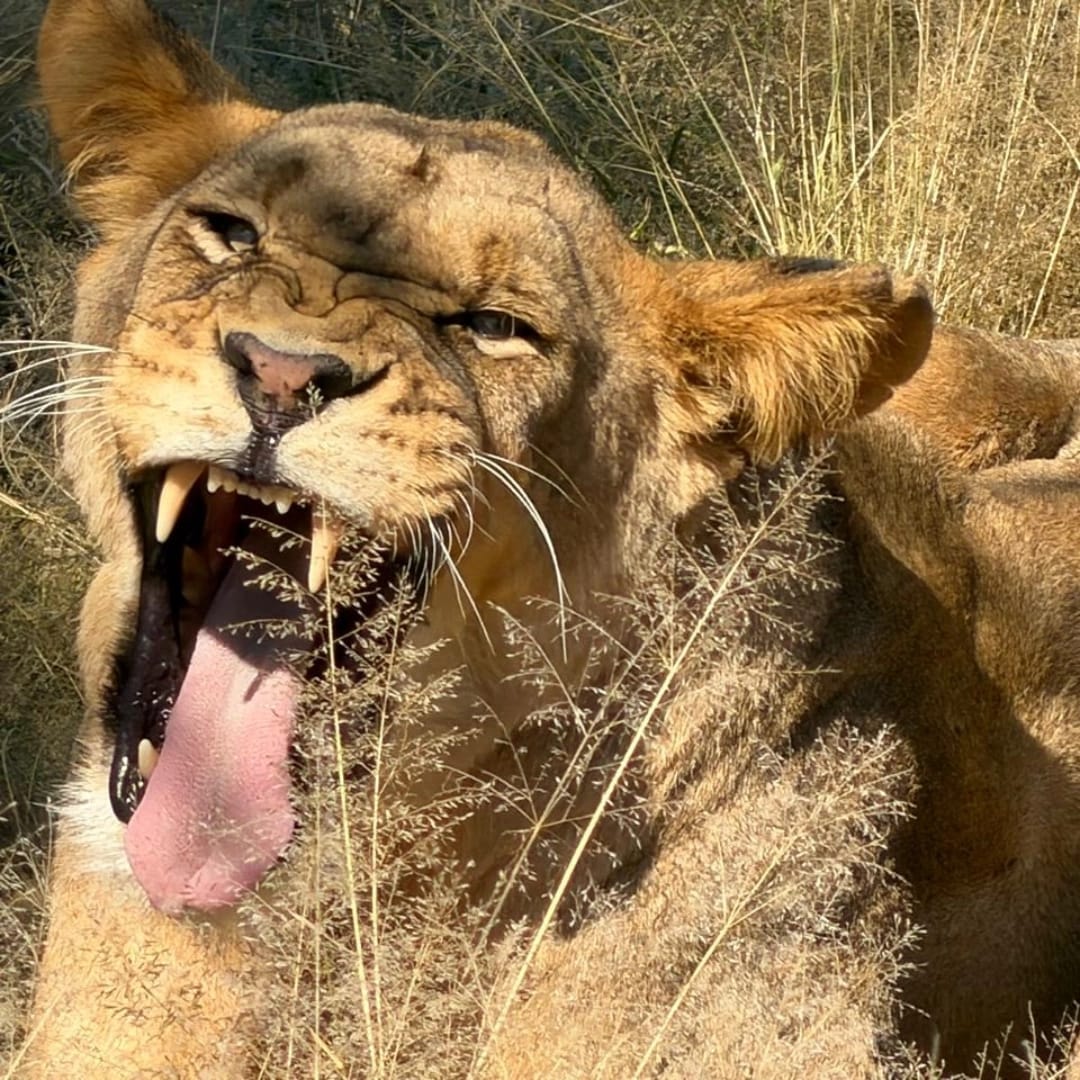 Wilderness Roamers safari moment in Botswana