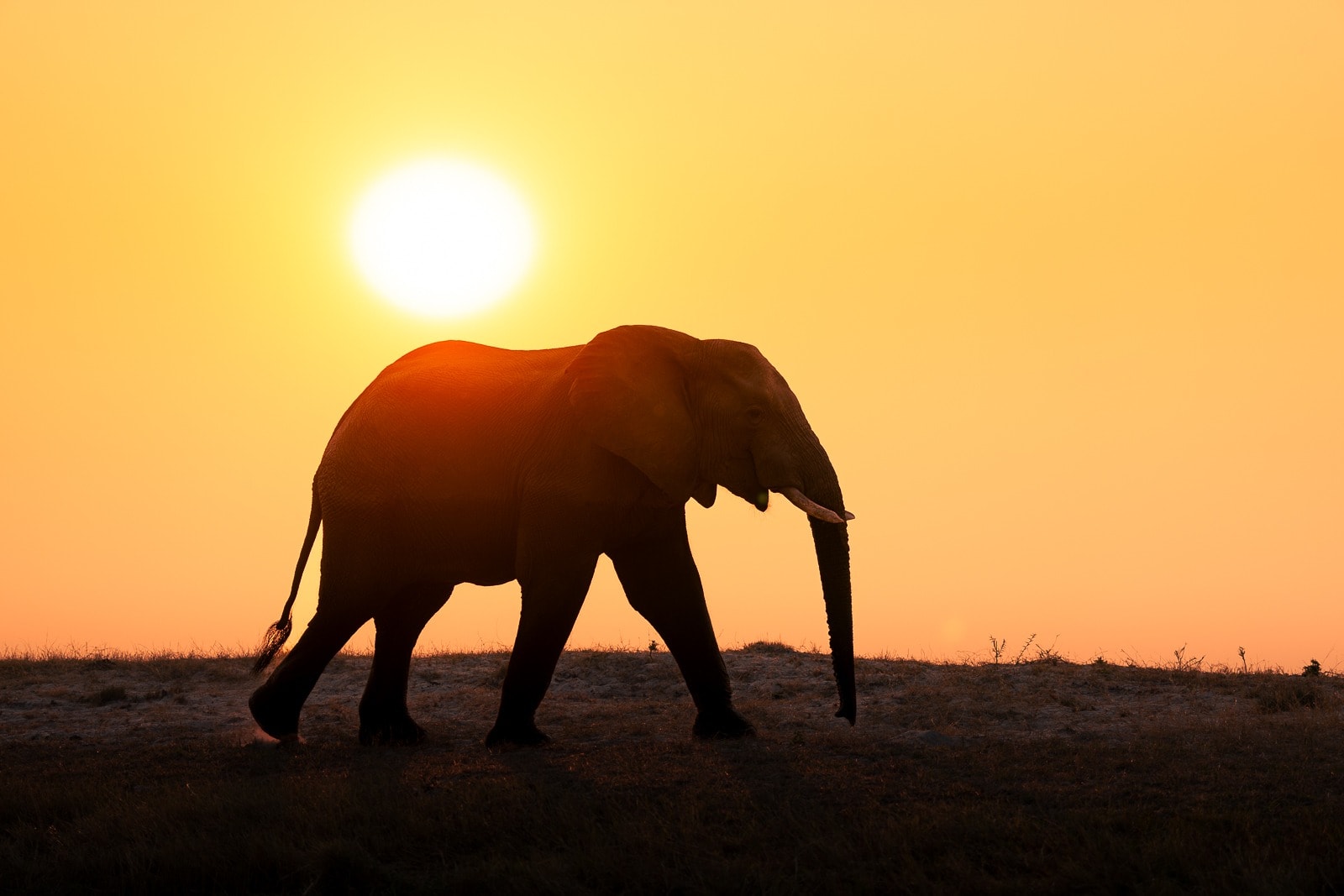 Dramatic African sunrise with acacia silhouette
