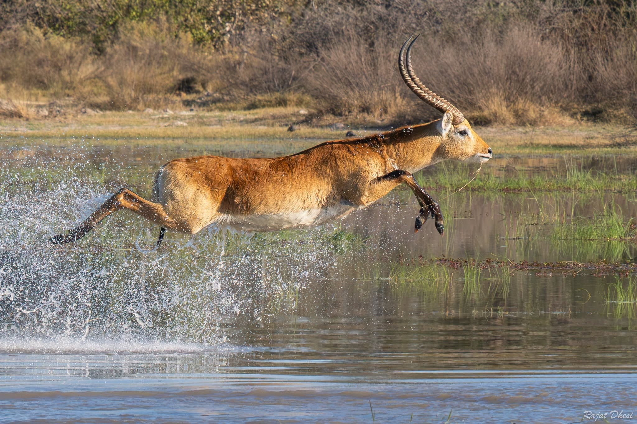 A lechwe antelope leaping through shallow water in Botswana