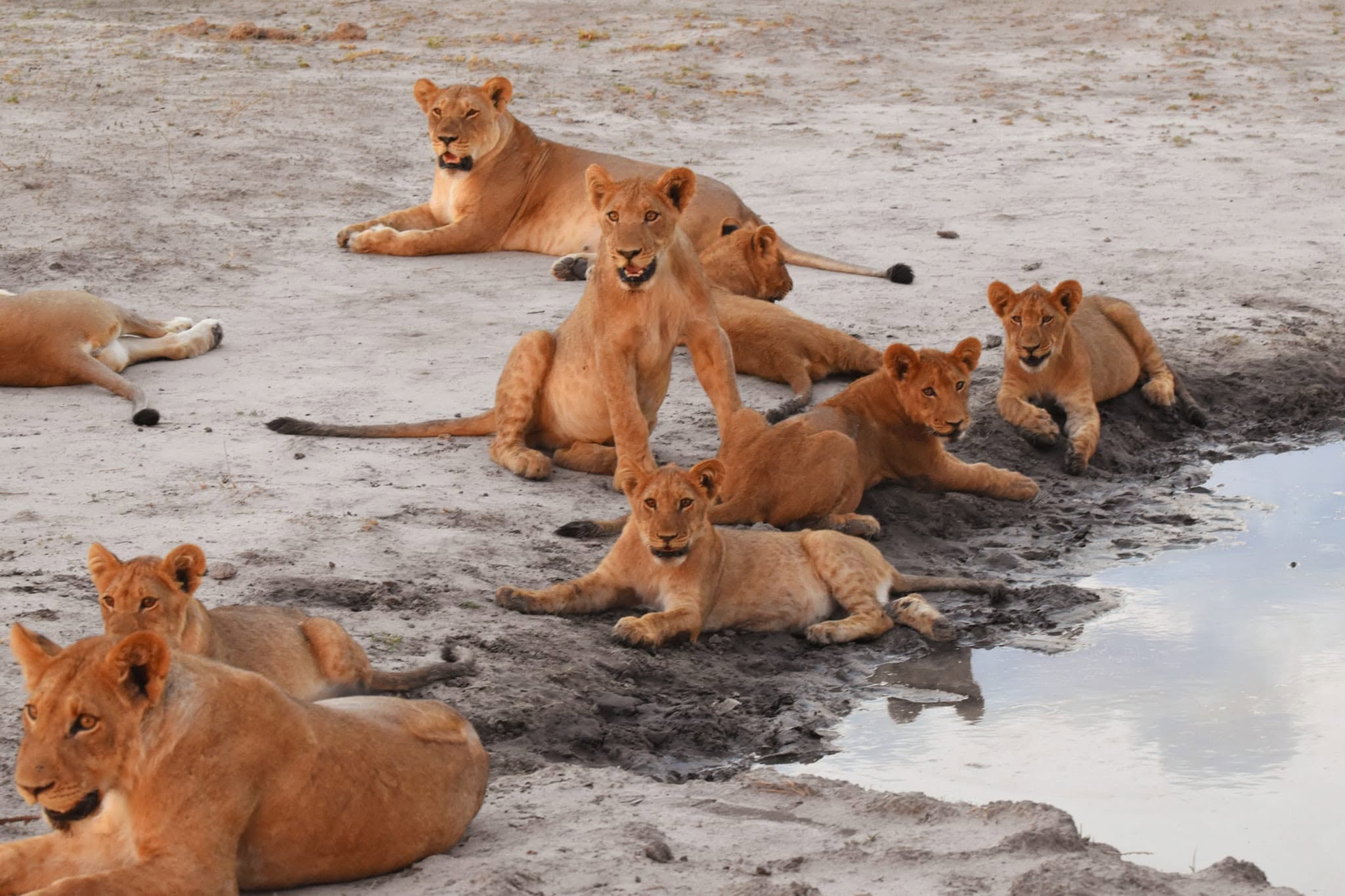 A pride of lions resting beside a watering hole in Botswana