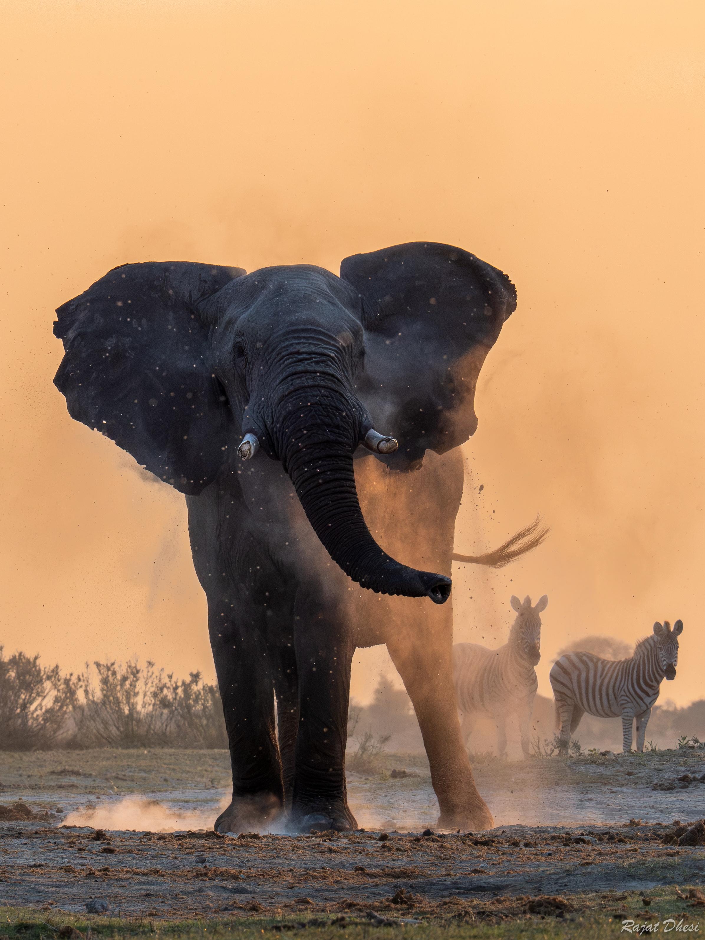 Elephant dust-bathing with zebras grazing nearby on the African plains