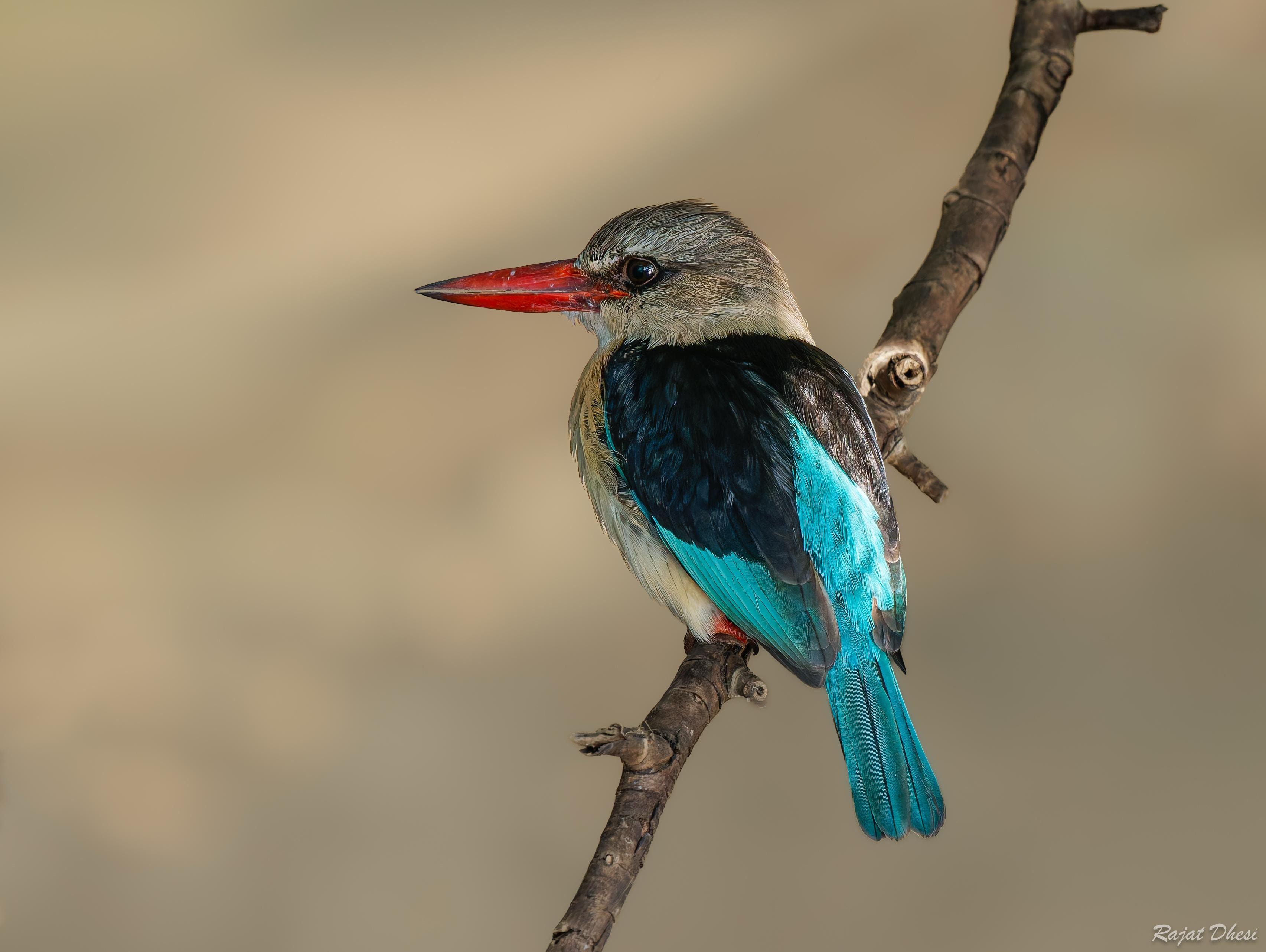 Kingfisher perched on a branch in the African bush