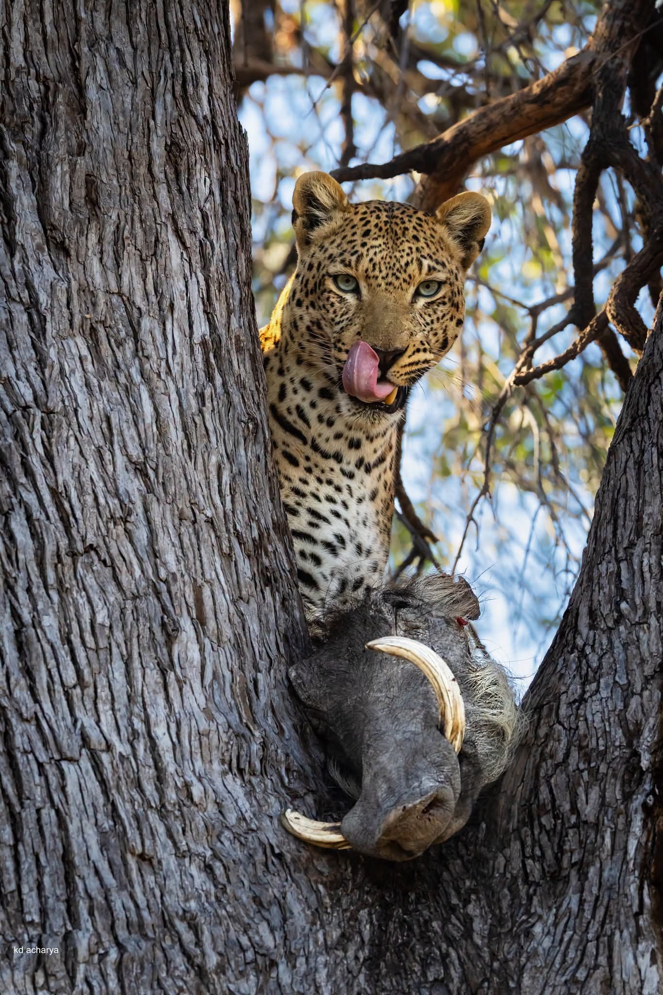 Leopard resting in a tree with an elephant calf visible below