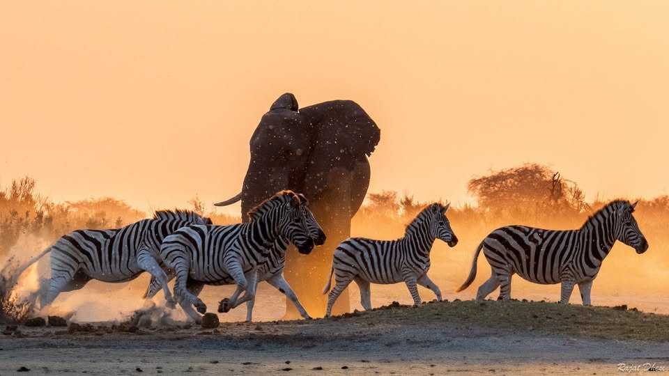 Zebras running past an elephant at sunset in Botswana