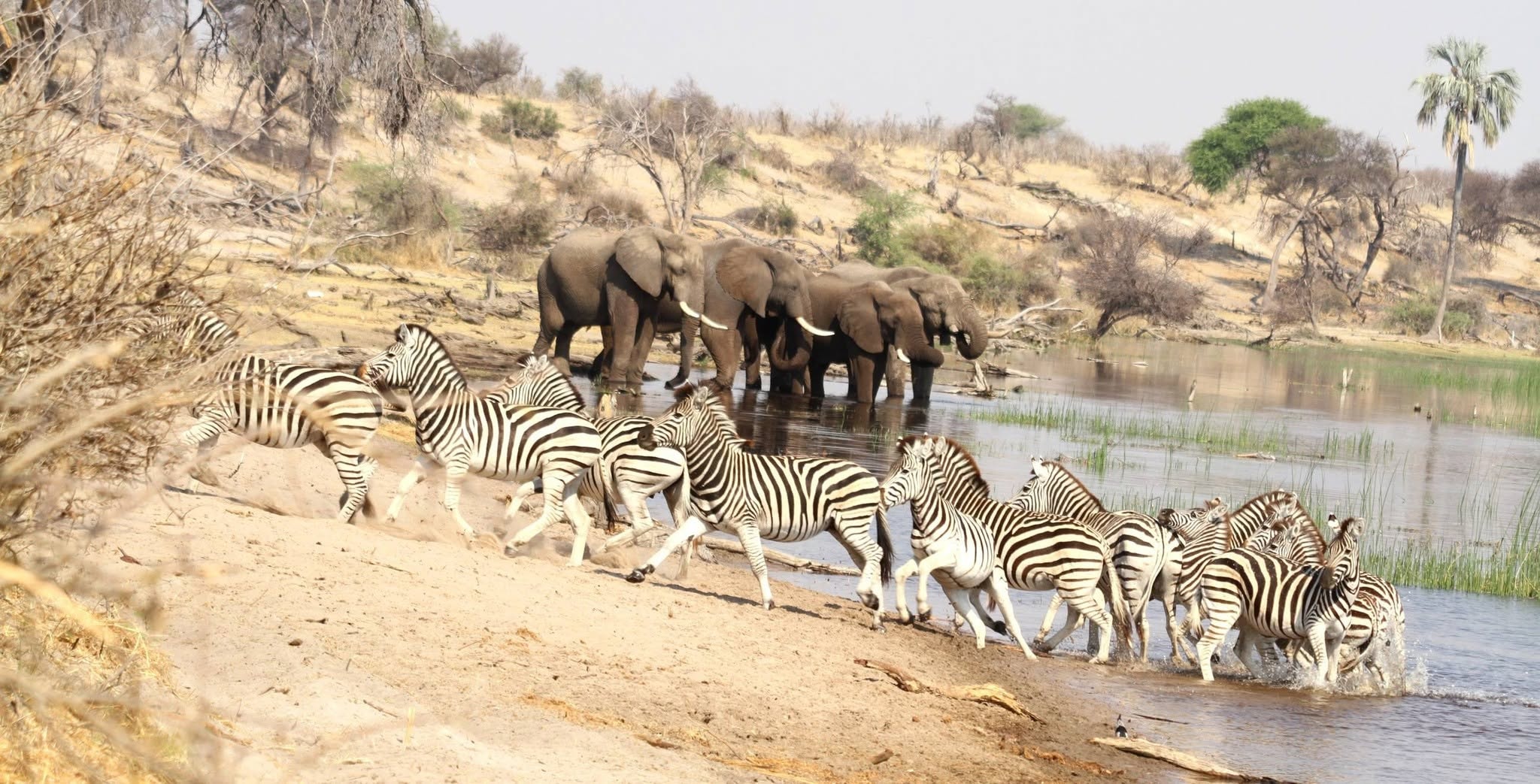 Zebras crossing a watering hole with elephants in the Botswana wilderness
