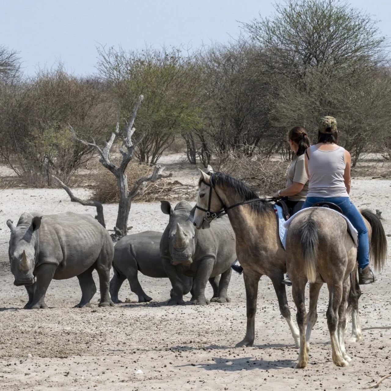Safari vehicle crossing open Kalahari grasslands at golden hour