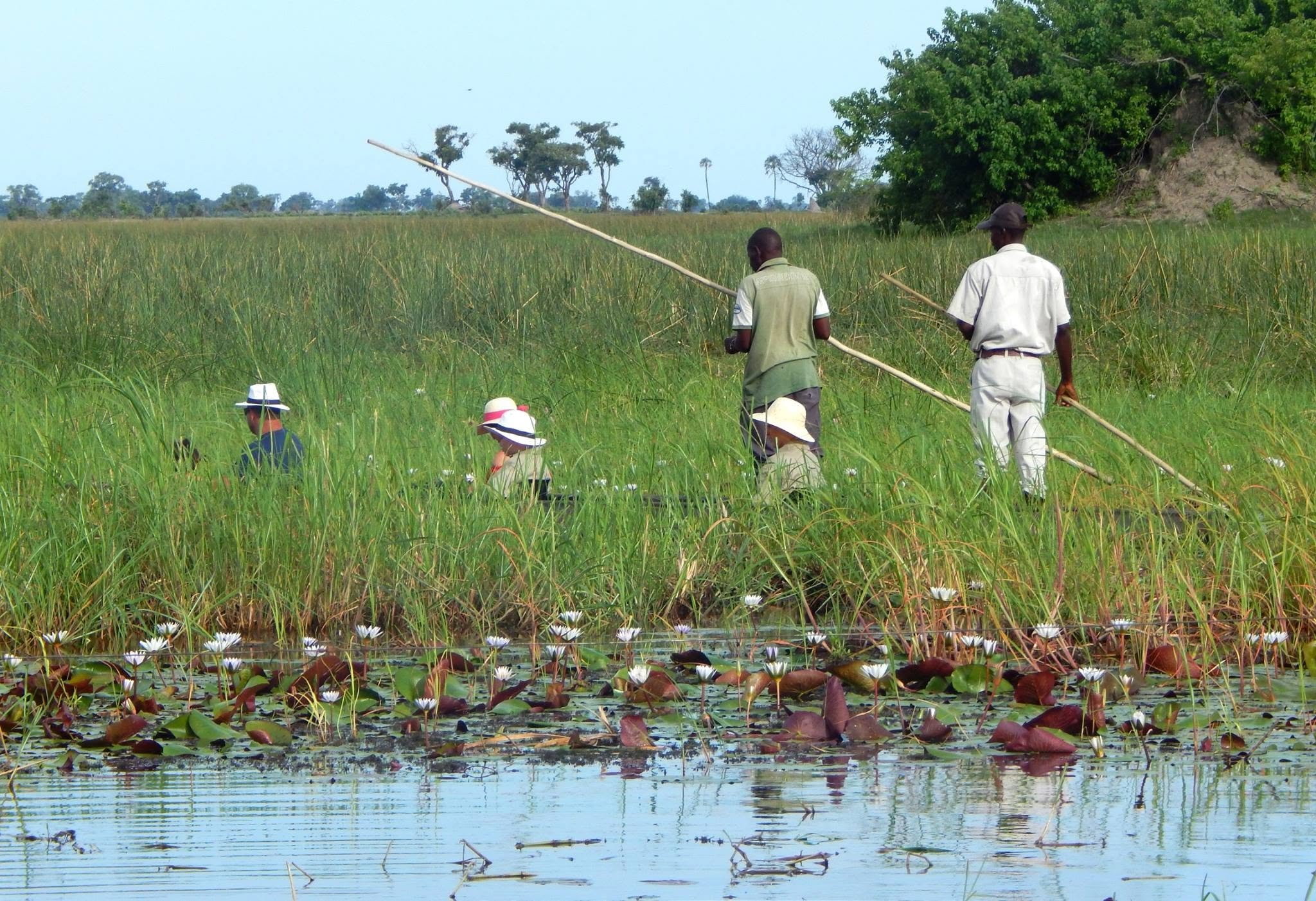 Water lilies and reeds seen from a mokoro canoe in the Okavango Delta